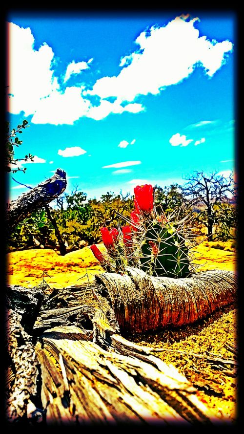 Cactus Flowers