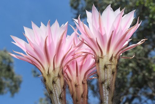 cactus flowers  flowering cactus  pink
