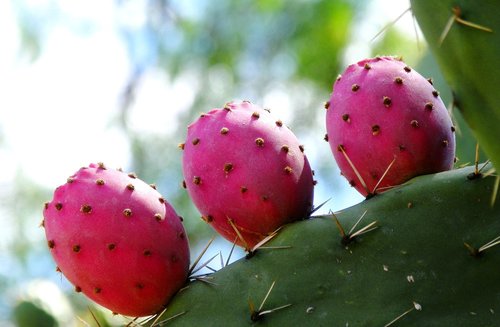 cactus flowers  pink  blossom