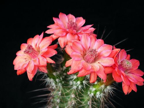 cactus flowers pink plant