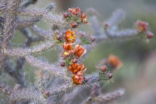 Cactus Fruit