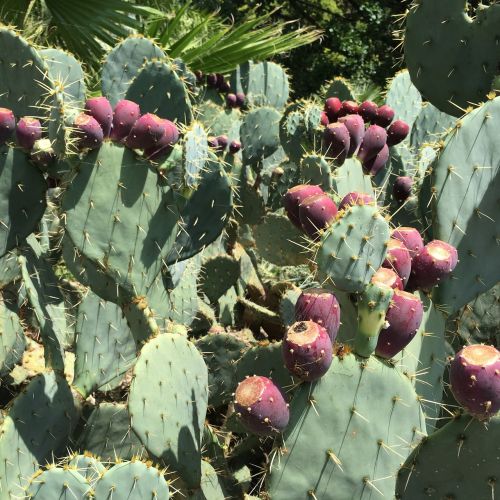 cactus fruit cactus prickly