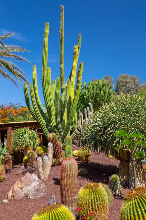 Cactus Garden