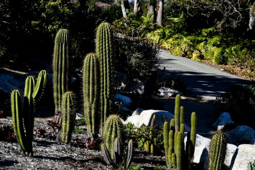 Cactus Garden