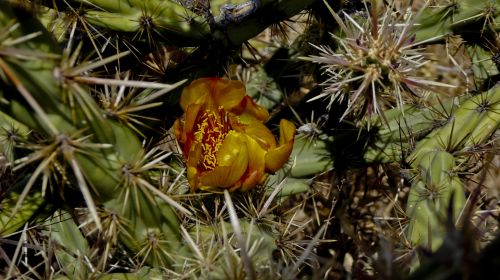 Cactus In Bloom