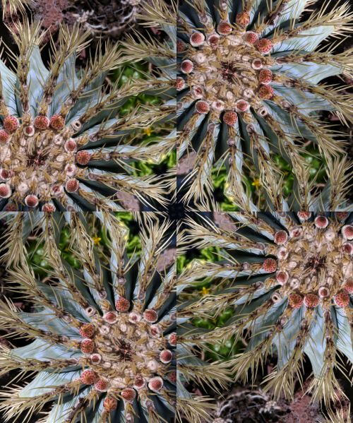 Cactus Kaleidoscope Background