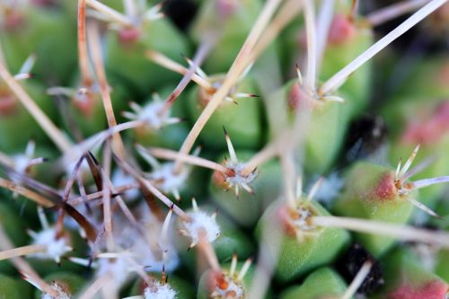 Cactus Macro