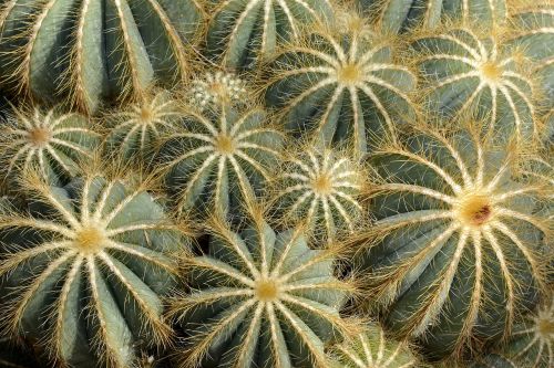 cactus parodia magnifica tropical nature