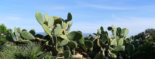 cactus pear  opuntia ficus-indica  prickly pear