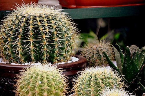 Cactus Plants