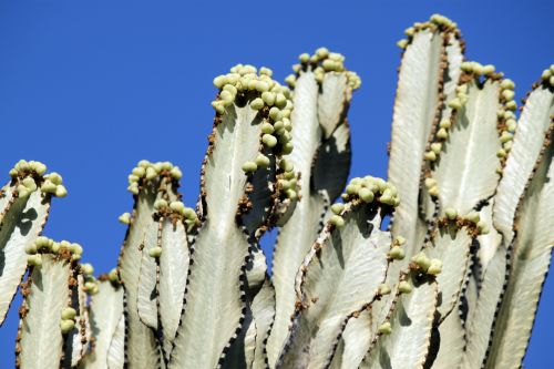 Cactus Seeds