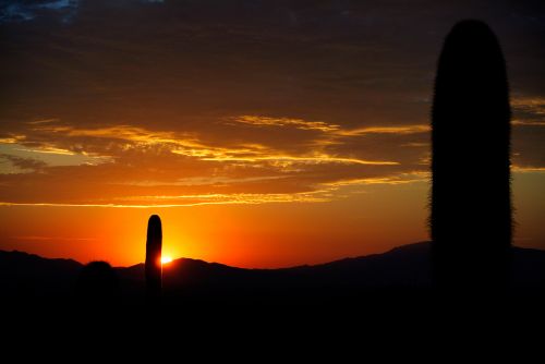 Cactus Sunrise