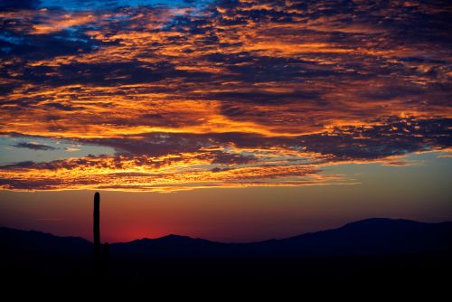 Cactus Sunrise