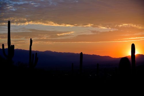 Cactus Sunrise