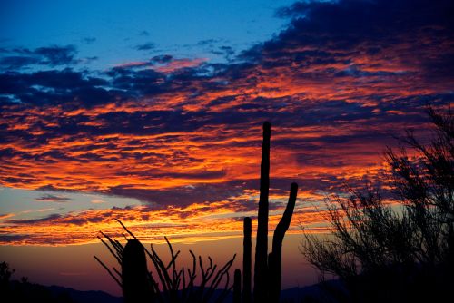 Cactus Sunrise