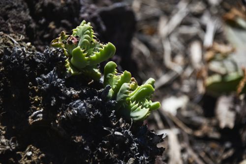 Cactus Teeth