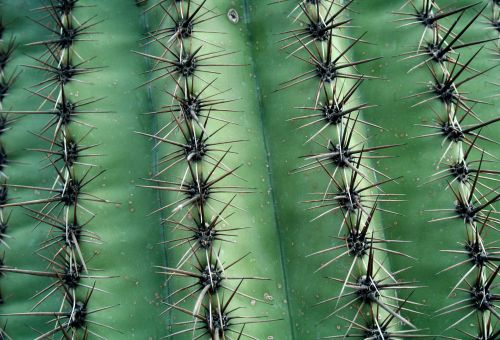 Cactus Texture