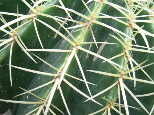 Cactus Thorns