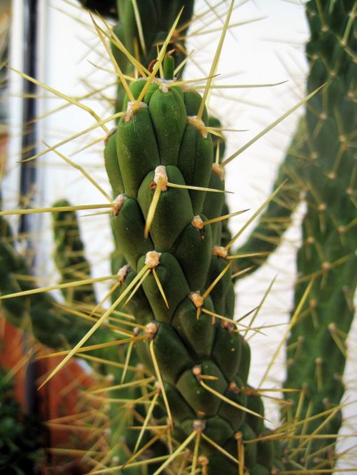 Cactus With Thorns