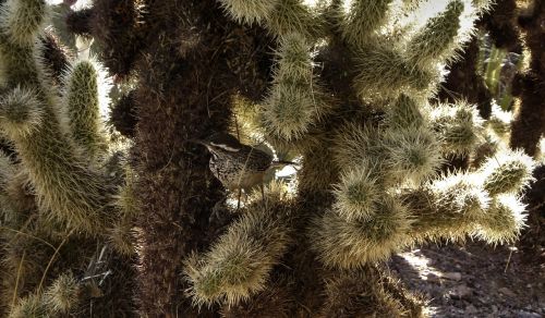 cactus wren bird yucca