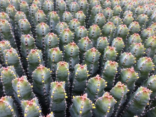 cactusfamilie  succulent  prickly