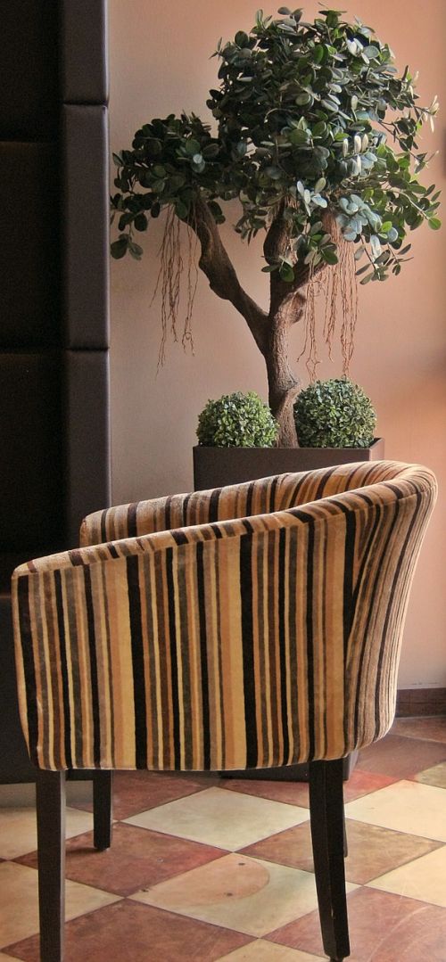 cafe chair plant