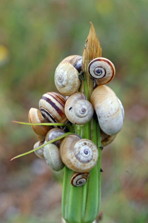 cagarolettes field nature