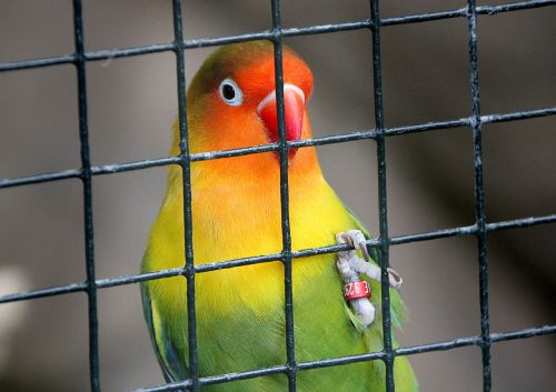 cage bird contrast