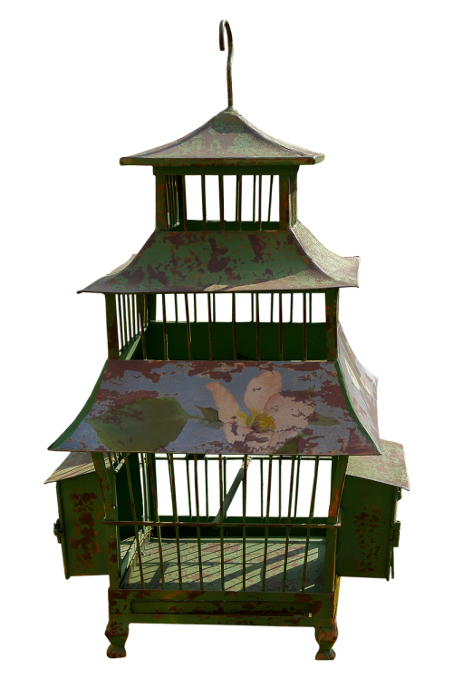 cage bird cage captivity