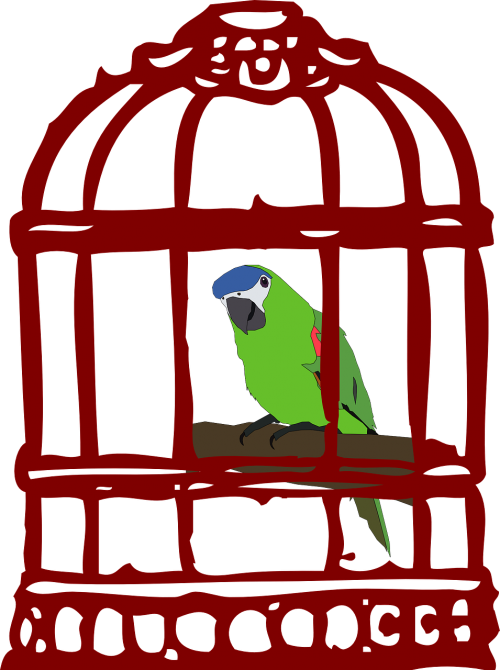 cage bird parrot