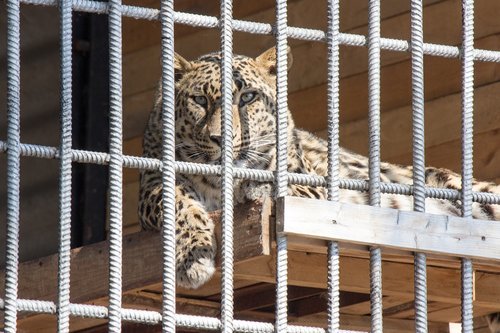 cage  tiger