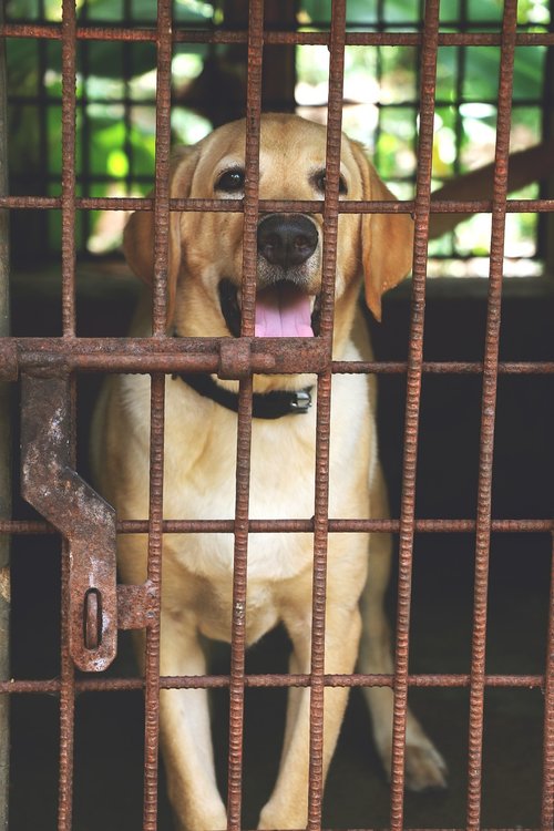 cage  fence  animal