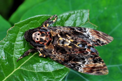 cai long yu taiwan grimaces days moth