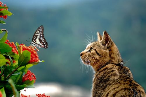 cai long yu green-spotted swallowtail cat