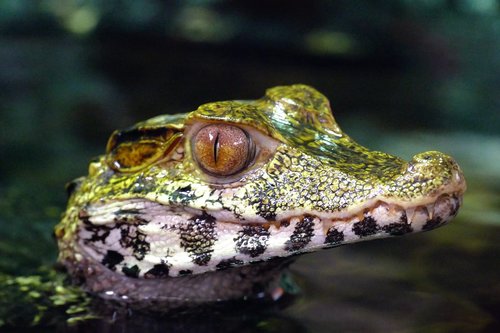 caiman  crocodile  predator