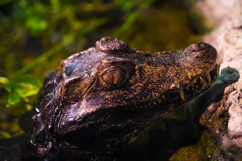 caiman  animal  reptile