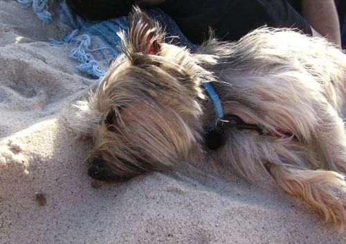 cairn terrier dog sleeping