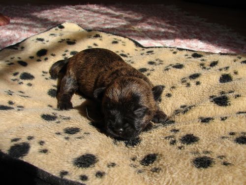 cairn terriers dog puppy