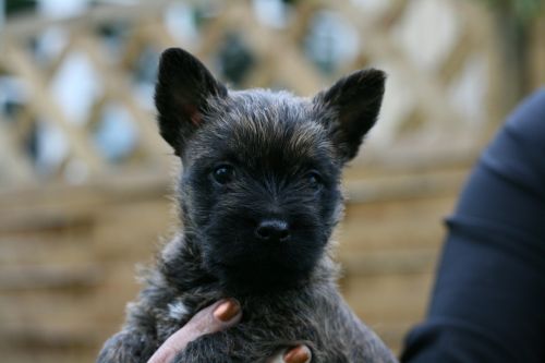 cairn terriers dog puppy