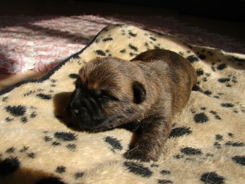 cairn terriers dog puppy