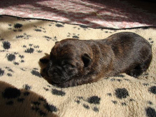 cairn terriers dog puppy