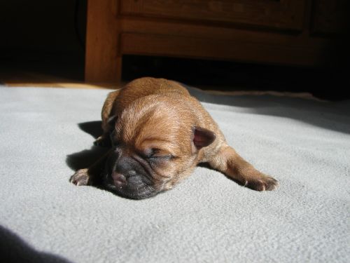 cairn terriers dog puppy