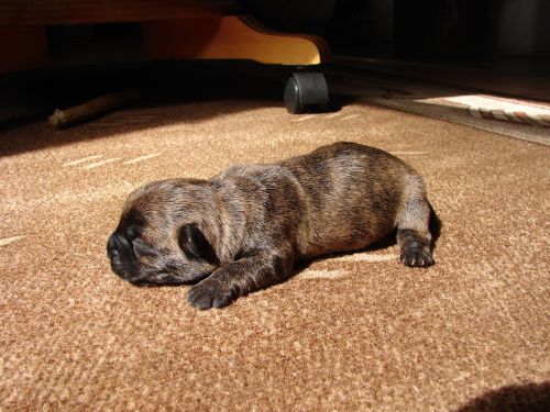 cairn terriers dog puppy