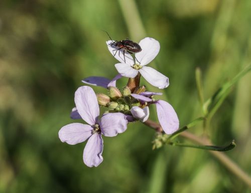 cakile maritima wildflower beetle