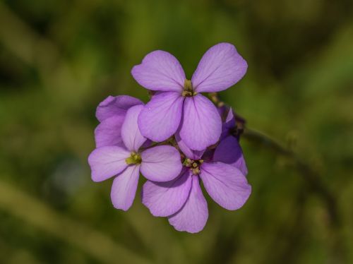 cakile maritima wildflower purple