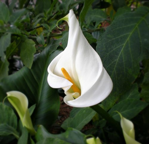 cala lily white