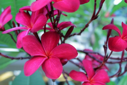 Kalachuchi Flower