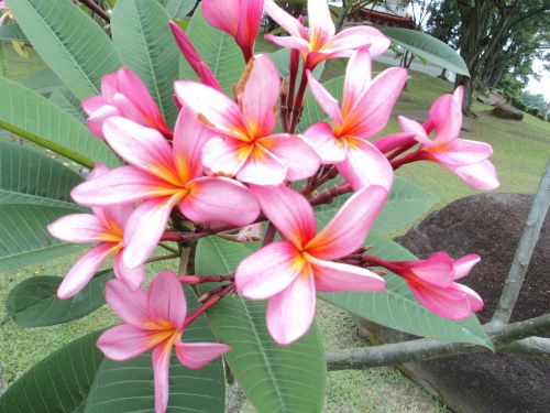 Kalachuchi Flower