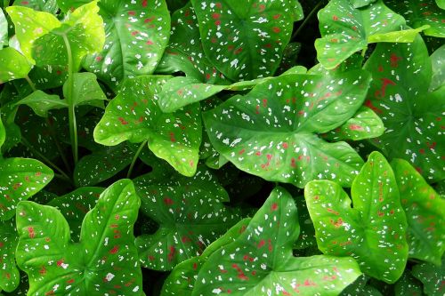 caladium plant leaves