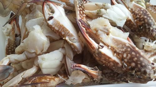 calamari sea food seafood